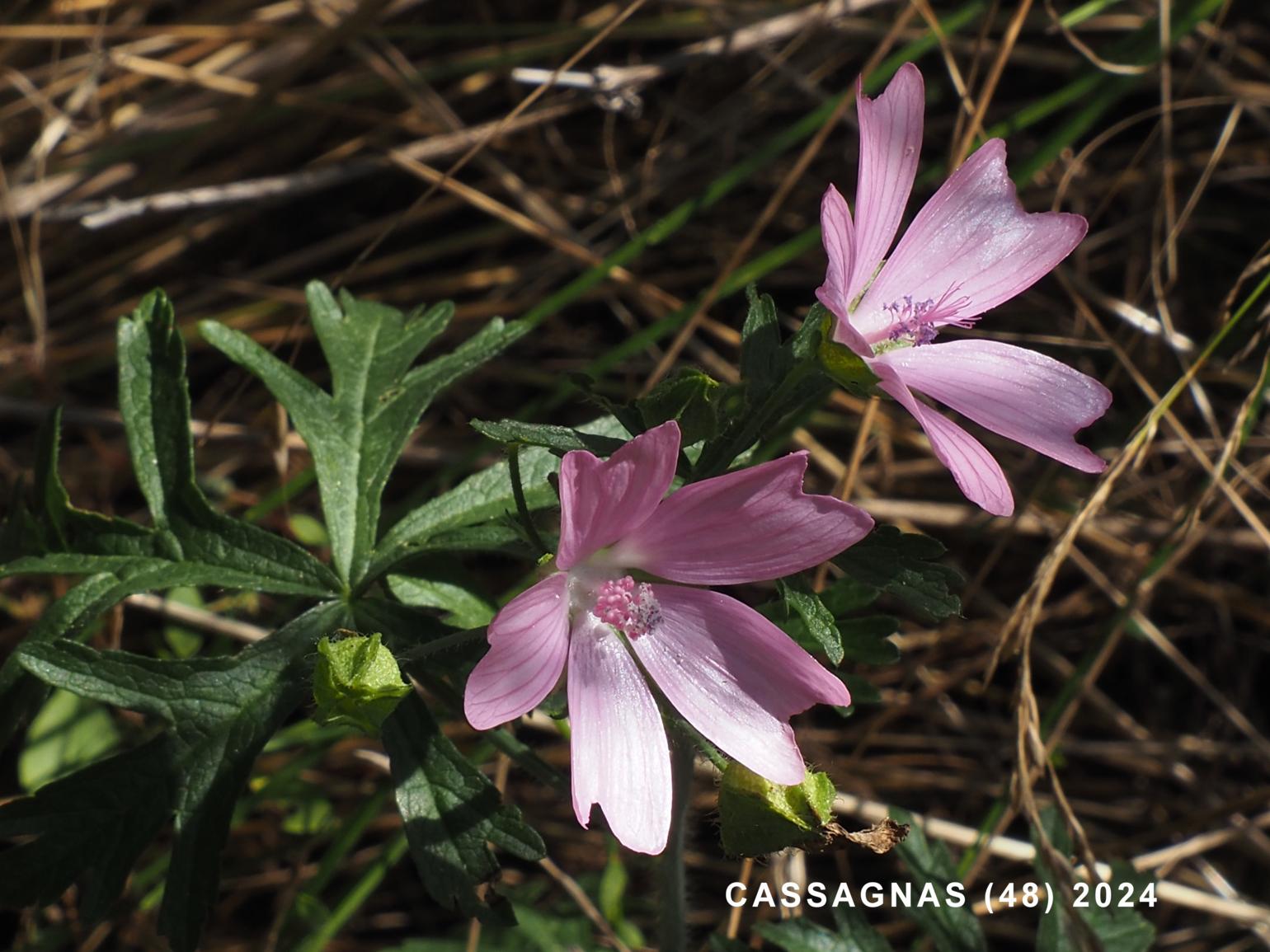 Mallow, Musk